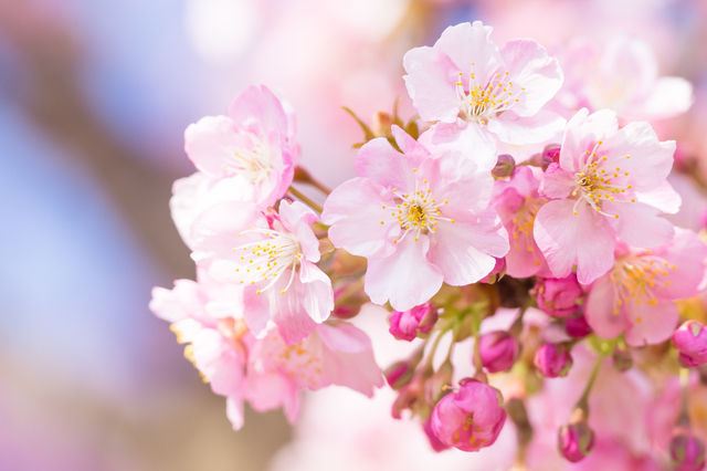 桜の簡単な手作り方法や作り方・DIY・レシピ