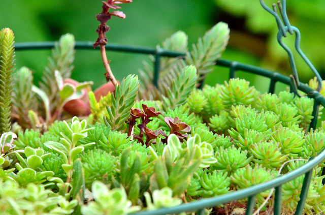 多肉植物寄せ植えの簡単な手作り方法や作り方・DIY・レシピ