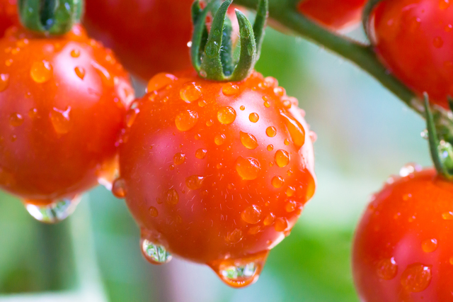 トマトの育て方の簡単な手作り方法や作り方・DIY・レシピ